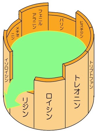 アミノ酸 イラスト たんぱく質 アミノ酸