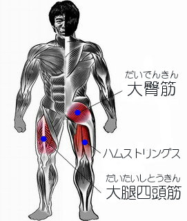 シングルレッグスクワット シングルレッグスクワットのやり方 筋トレの筋肉大全