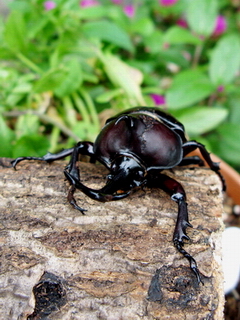 ひっくり返る カブトムシ カブトムシがひっくり返るのはなぜ？飼育歴ベテランの防止策はこれ！